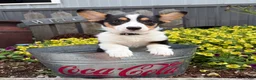 Welsh Corgi Pembroke dogs for sale: Nala - Ad 4