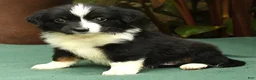 Miniature Australian Shepherd dogs for sale: Roxie - Ad 4