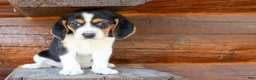 Beagle dogs for sale: 💕Millie Mae 🐶 - Ad 20