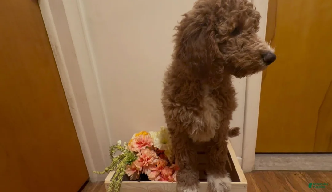 Double Doodle dogs for sale: Oakleaf - Ad 2