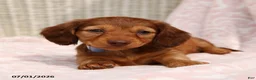 Miniature Dachshund dogs for sale: Lily - Ad 3