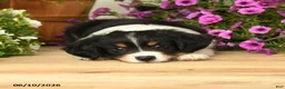 Toy Australian Shepherd dogs for sale: Alex - Ad 3