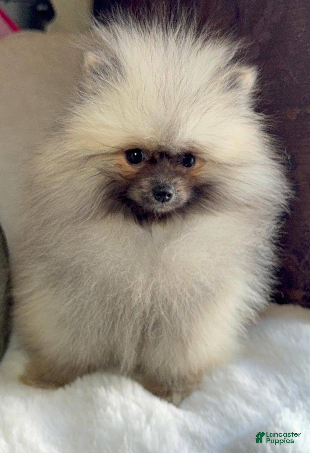 Pomeranian dogs for sale: Pomeranian Puppy victoria  - Ad 7