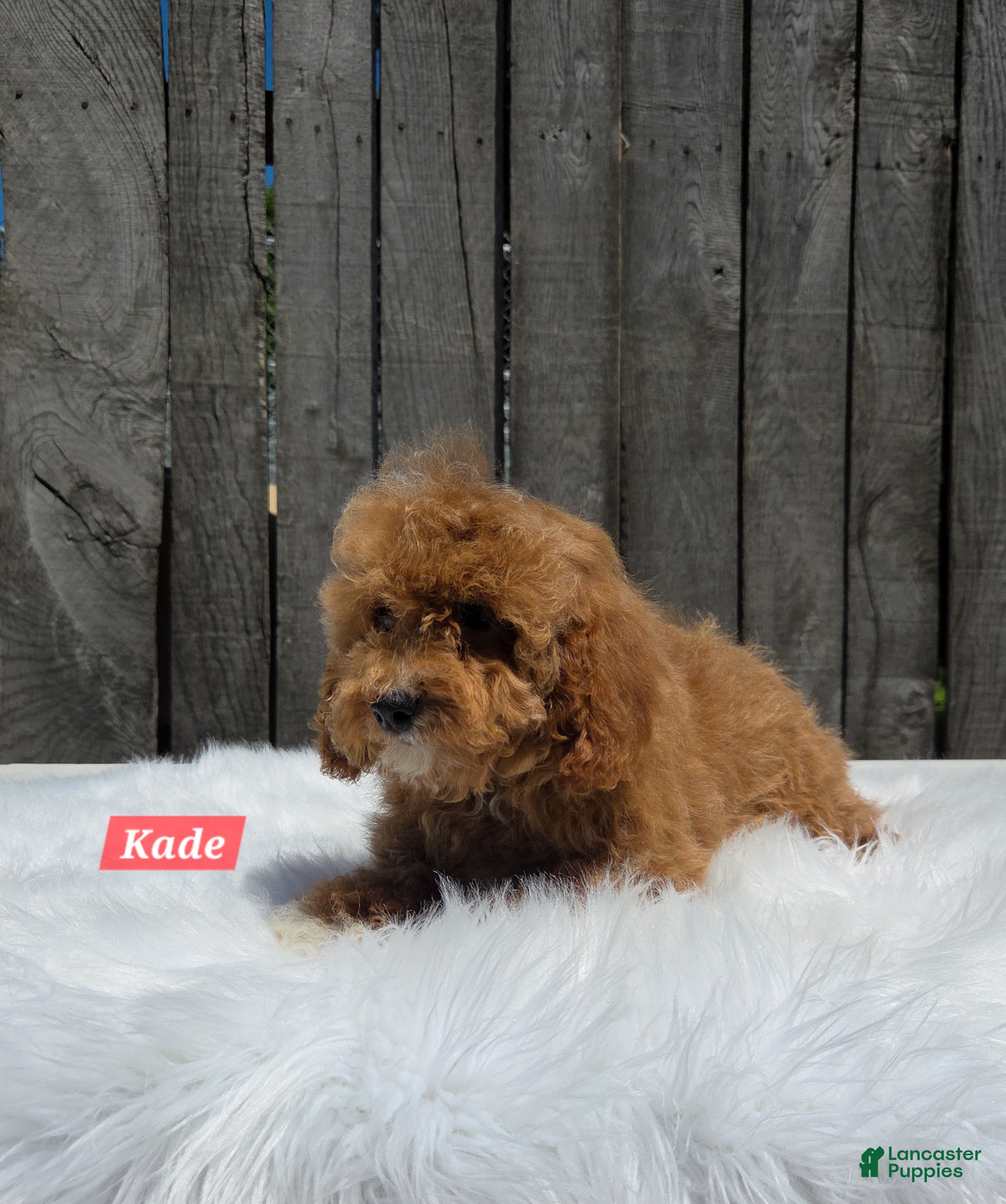 Cavapoo dogs for sale: Kade - Ad 5