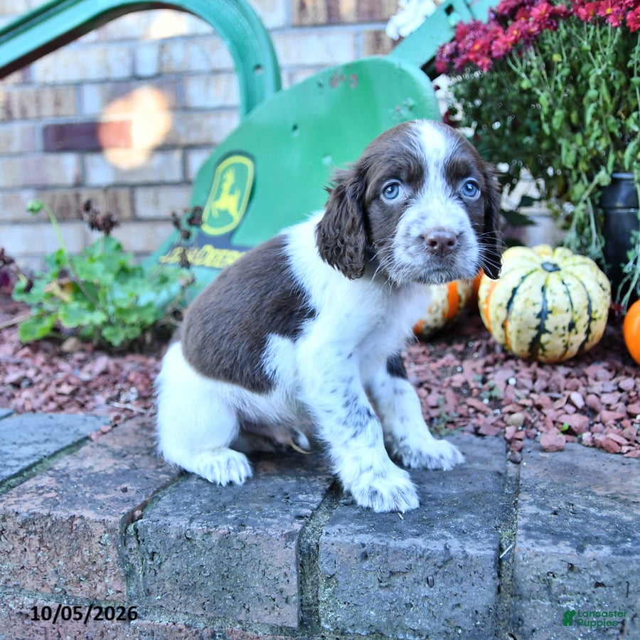 Freckles (English Springer Spaniel, Male) in New Philadelphia, OH