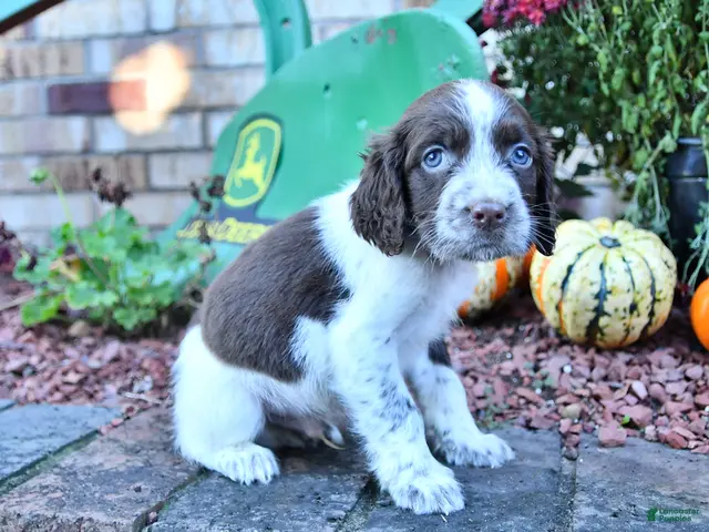 English Springer Spaniel dogs for sale: Freckles - Ad 1
