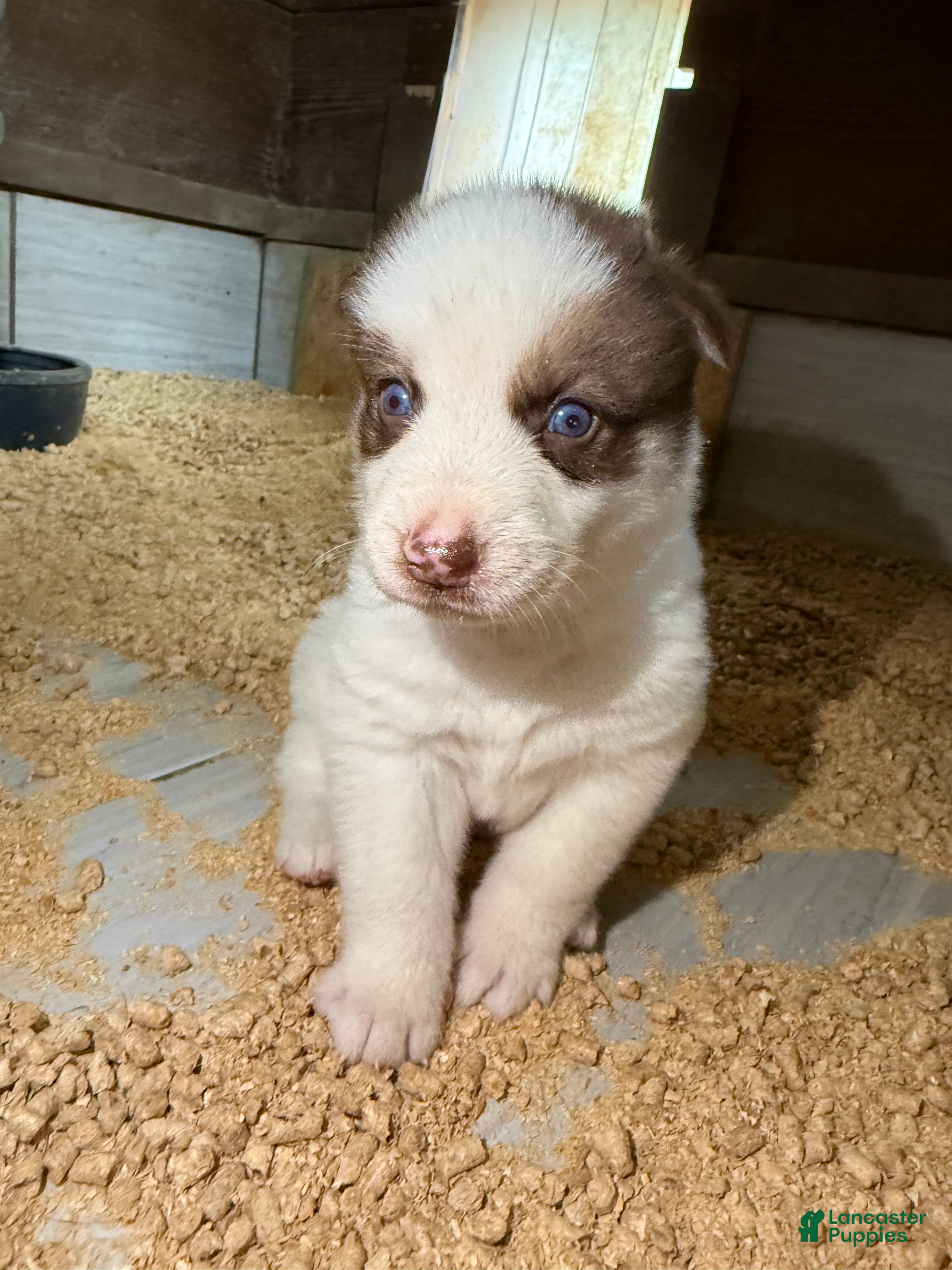 Gerberian Shepsky dogs Chief - Ad 2