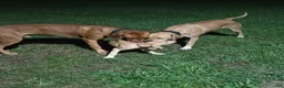 Rhodesian Ridgeback dogs for sale: Pink Girl - Ad 12