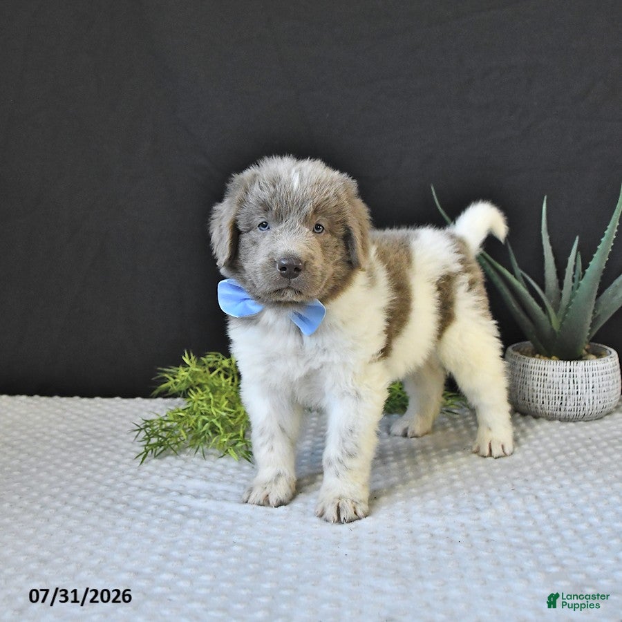 Newfoundland dogs Theo - Ad 2