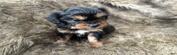 Shorkie dogs for sale: Adalyn - Ad 9