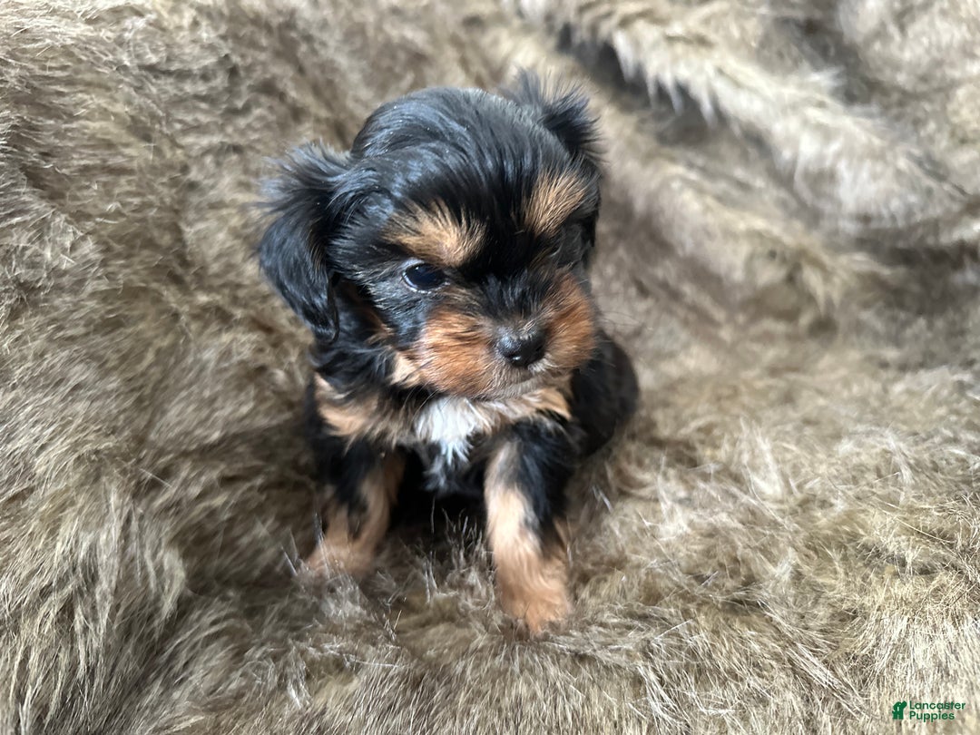 Shorkie dogs for sale: Adalyn - Ad 9