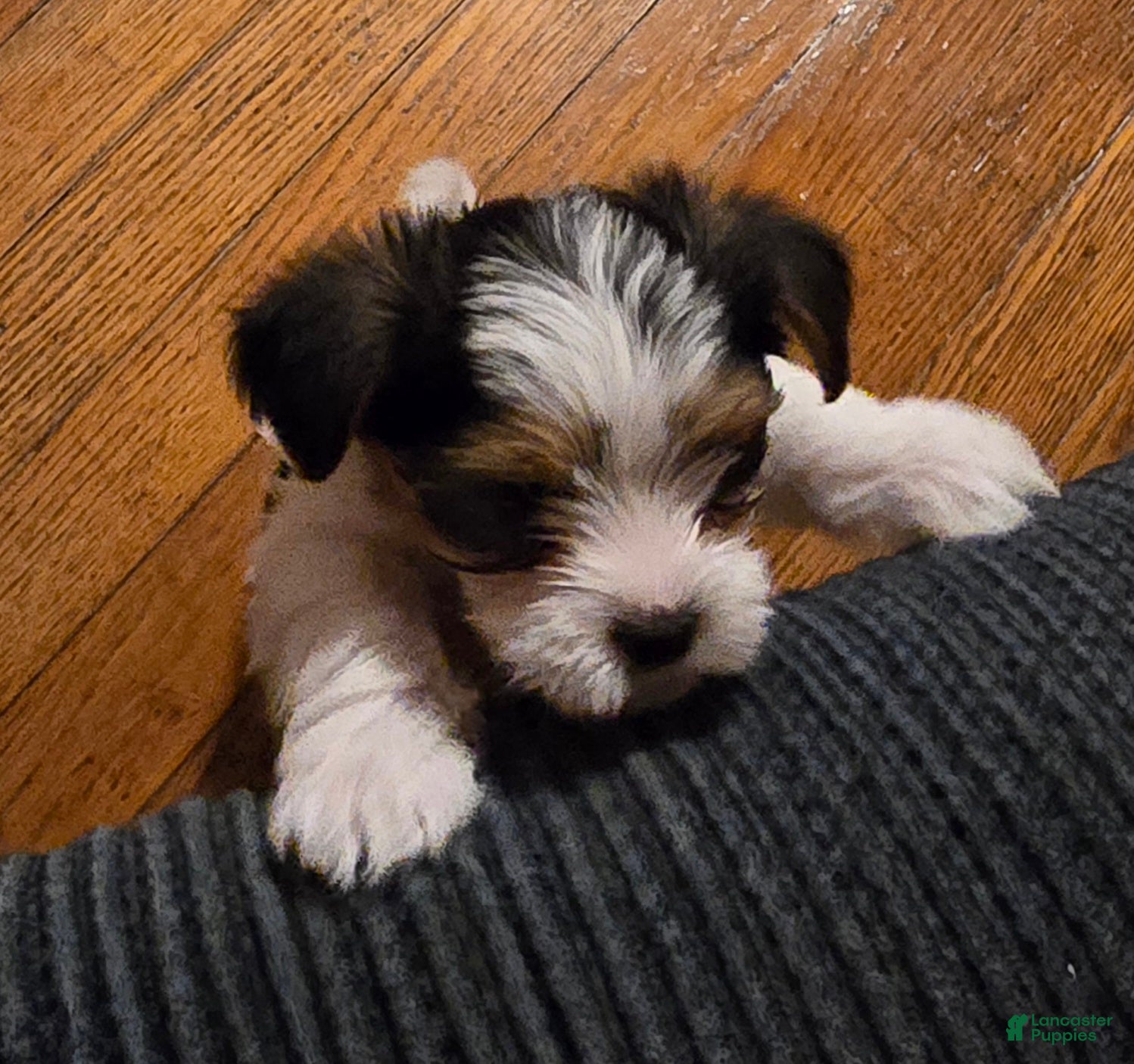 Morkie dogs Panda - Ad 32