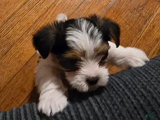 Morkie dogs Panda - Ad 32