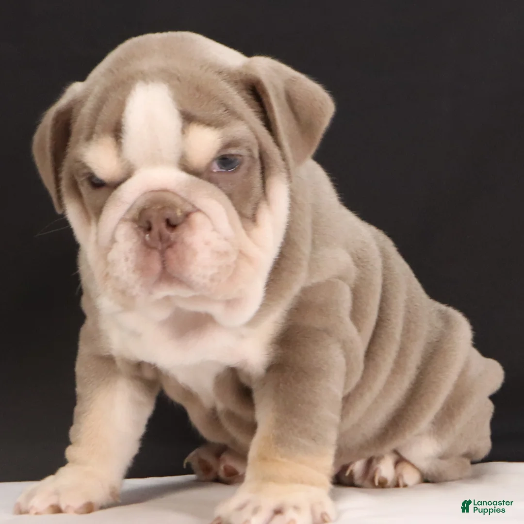 English Bulldog dogs for sale:  Titus - Ad 3