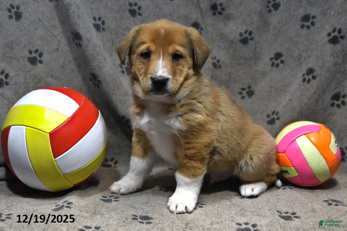 Mixed Breed dogs Kenzo - Ad 18