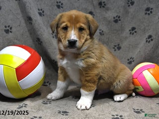 Mixed Breed dogs Kenzo - Ad 18