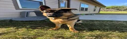 German Shepherd dogs for stud: Willie G - Ad 1