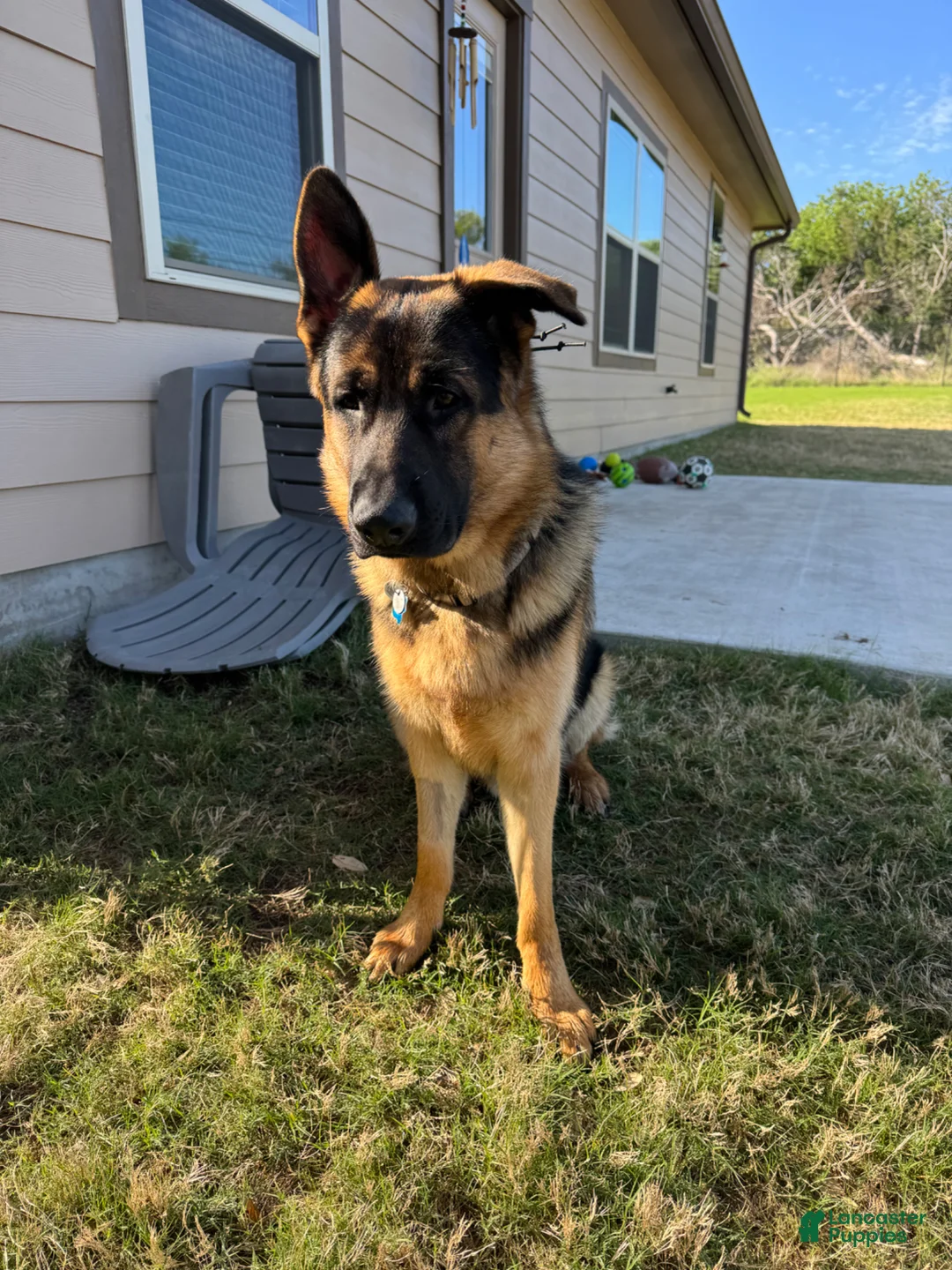German Shepherd dogs for stud: Willie G - Ad 1