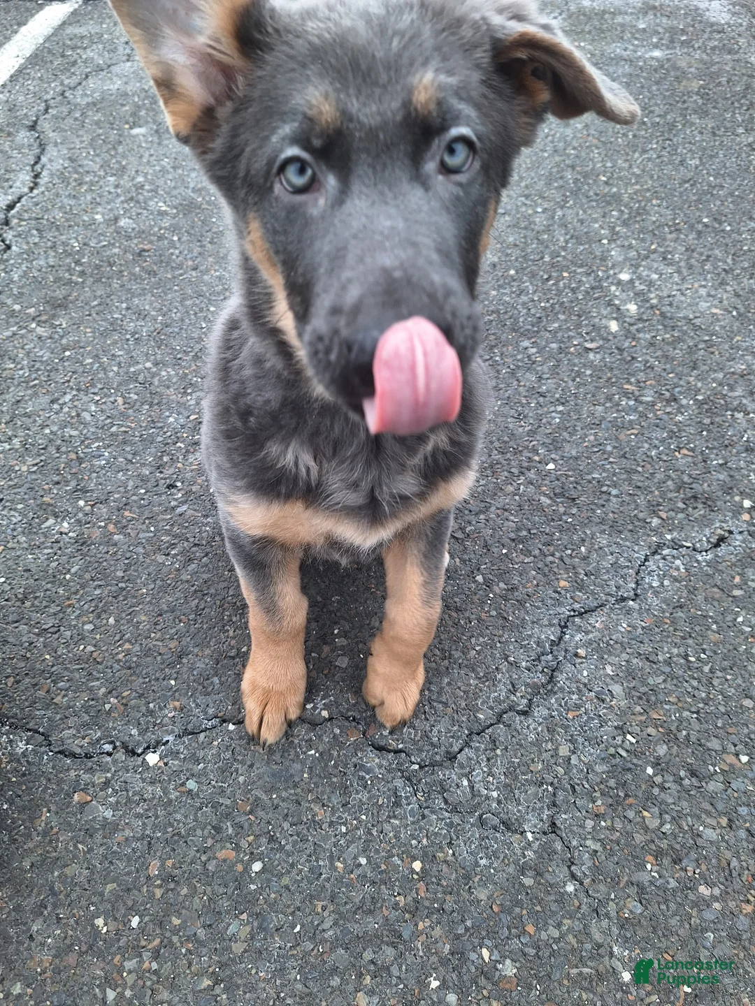 German Shepherd dogs for sale: German Shepherd Puppy 2 - Ad 2