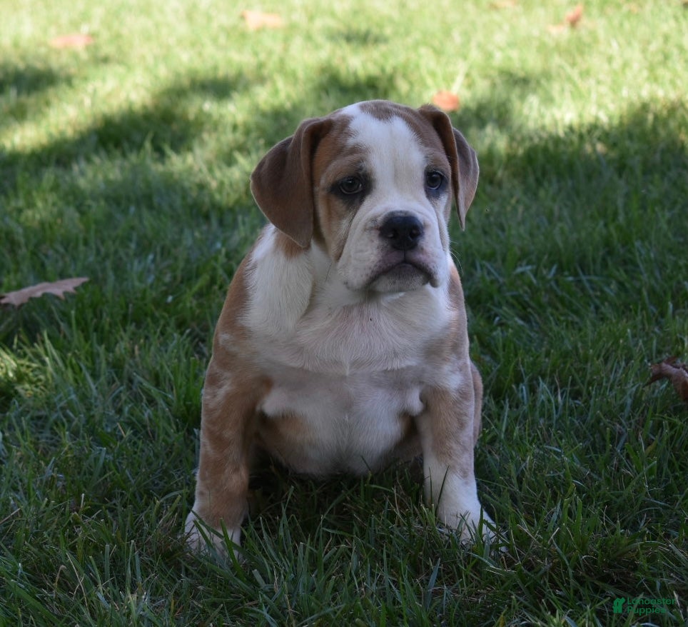 Beabull dogs Brinley - Ad 2