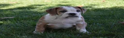 Beabull dogs for sale: Brinley - Ad 2