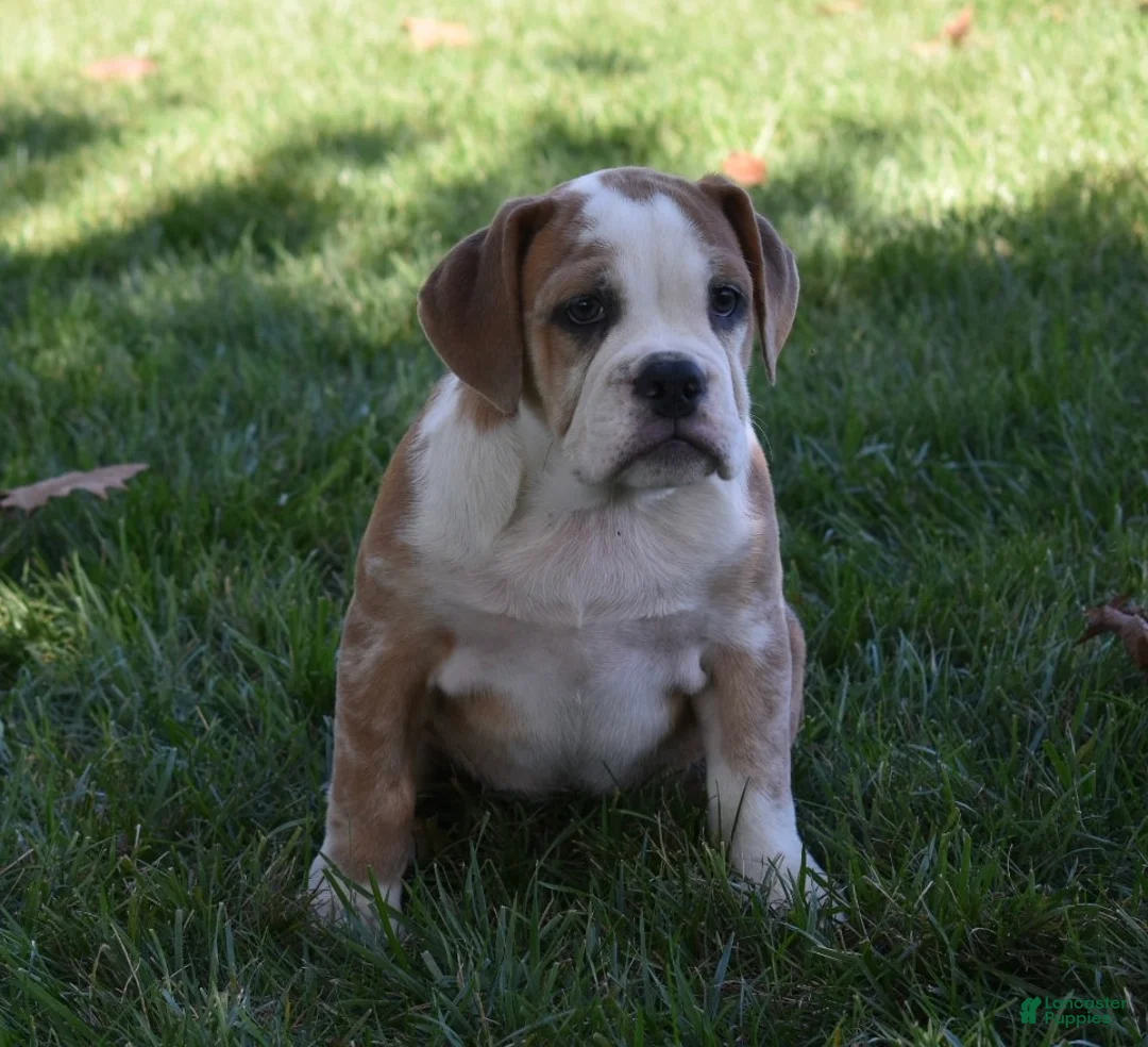 Beabull dogs for sale: Brinley - Ad 2