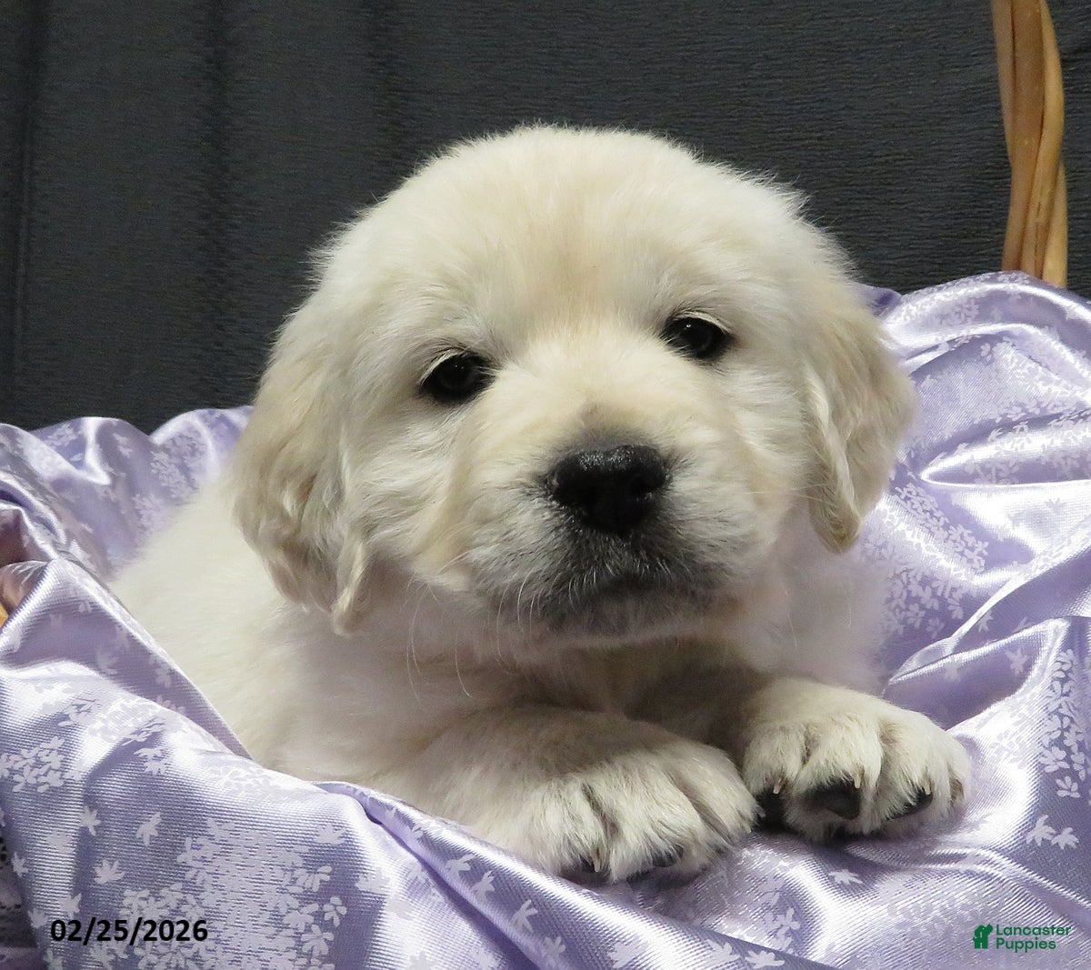 Golden Retriever dogs Sugar - Ad 1