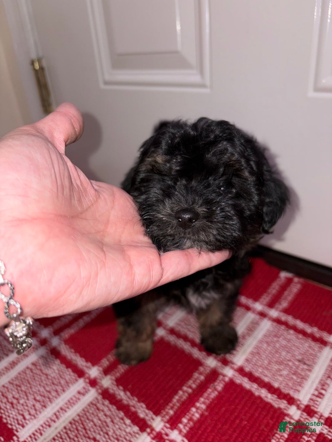 Maltipoo dogs for sale: Maltipoo Puppy 1 - Ad 6