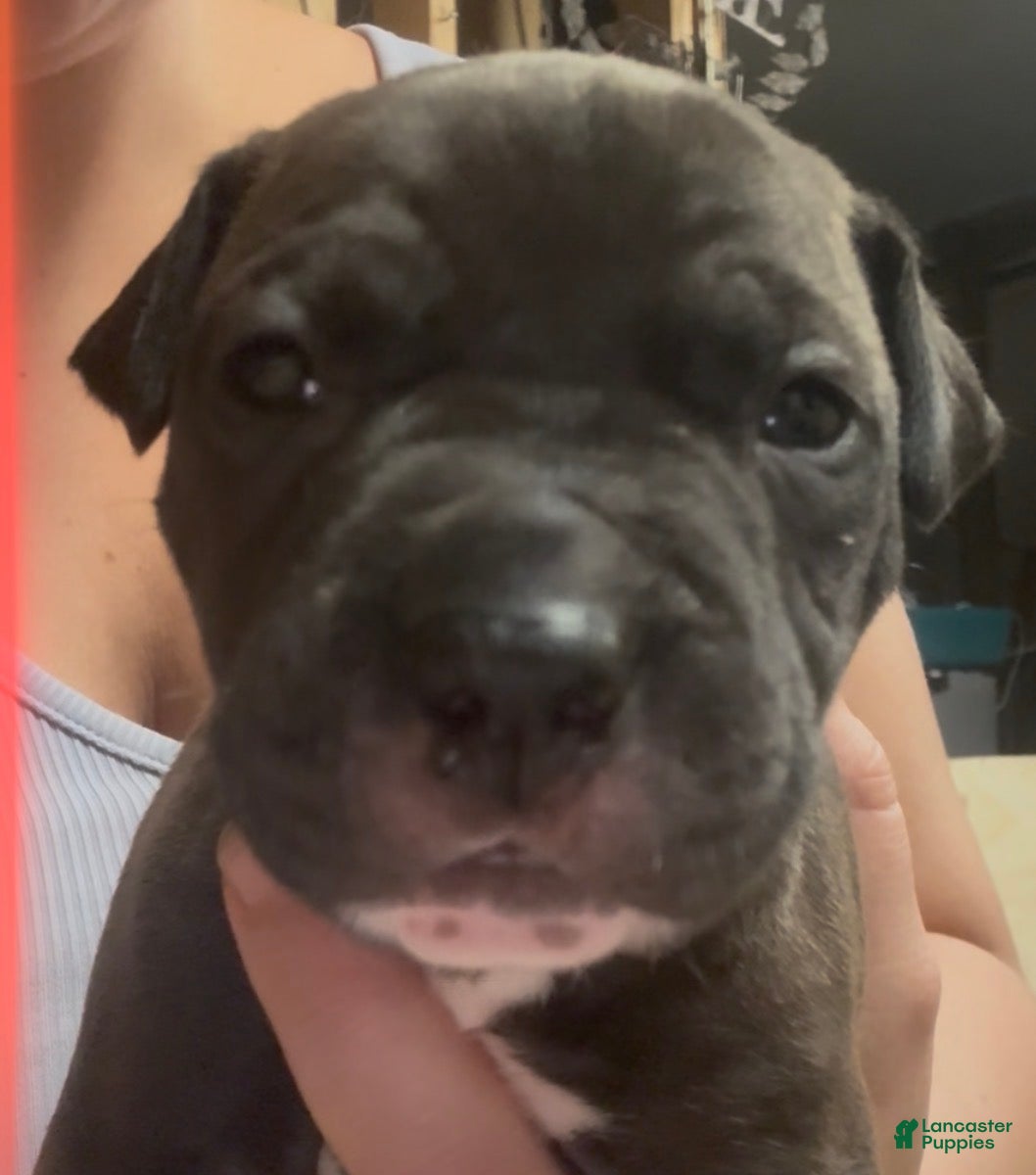 American Pit Bull Terrier dogs Jackson  - Ad 12