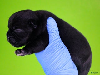 American Bully dogs - Ad 41