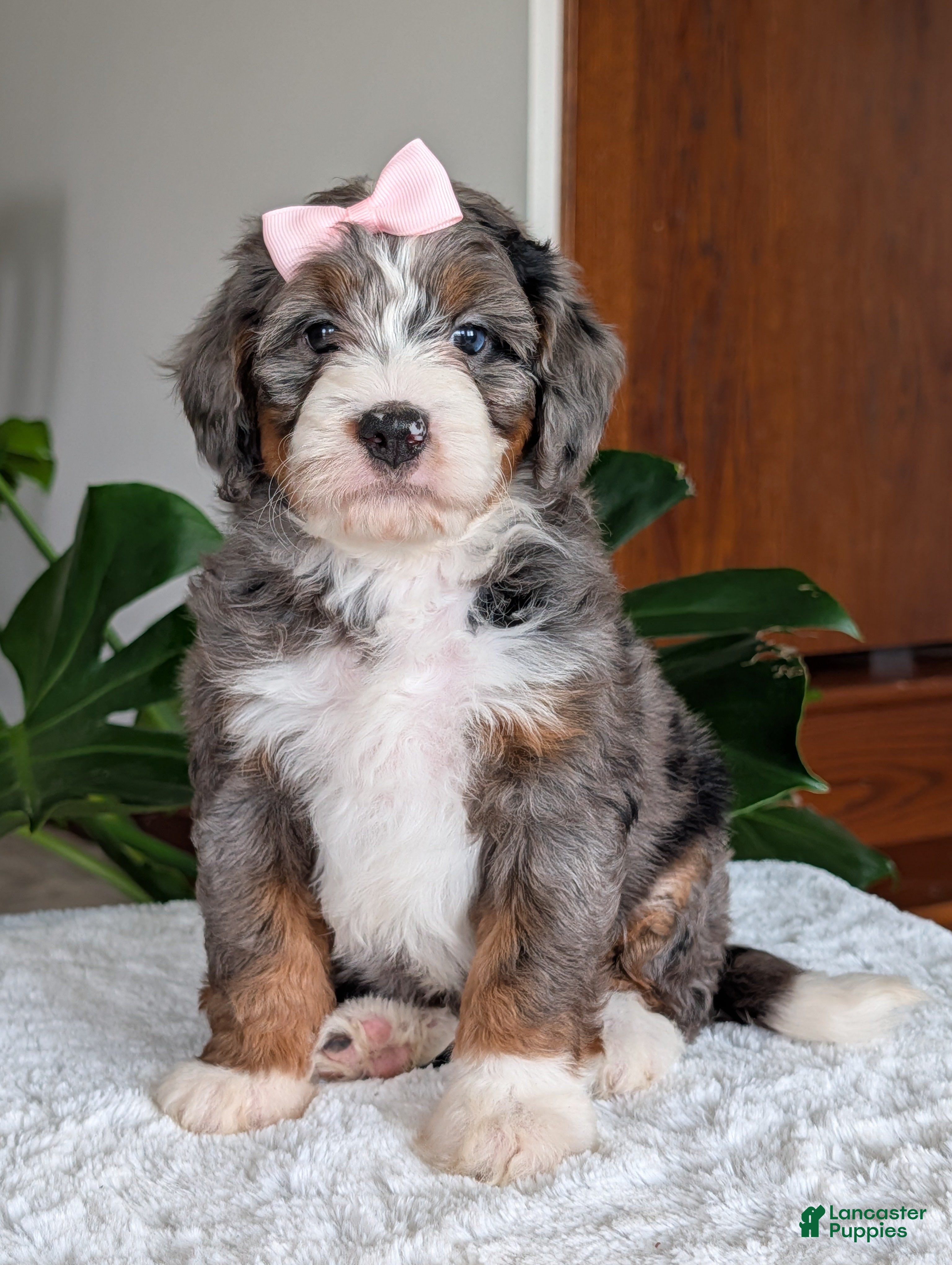 Mini Bernedoodle dogs Mini Indy - Ad 1