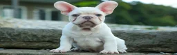 French Bulldog dogs for sale: Snoopy 🐶 - Ad 16