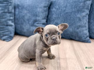 Mixed Breed dogs Denali - Ad 16