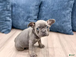 Mixed Breed dogs Denali - Ad 8