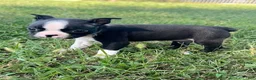 Boston Terrier dogs for sale: Uma - Ad 3