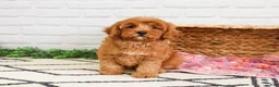 Cavapoo dogs for sale: Amore  - Ad 3