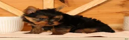 Yorkshire Terrier dogs for sale: Zane - Ad 9