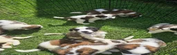 Saint Bernard dogs for sale: Saint Bernard 3 - Ad 4
