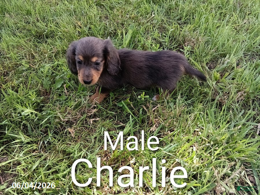 Miniature Dachshund dogs Charlie - Ad 6