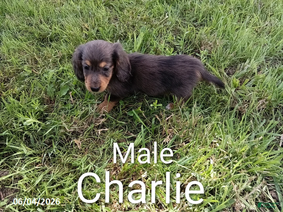 Miniature Dachshund dogs for sale: Charlie - Ad 1