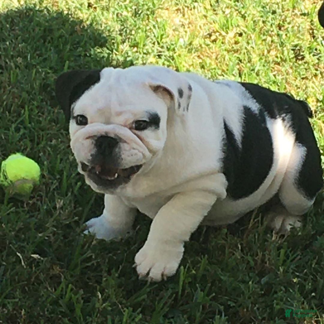 English Bulldog dogs English Bulldog Puppy 5 - Ad 42