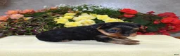Yorkshire Terrier dogs for sale: Cash - Ad 7