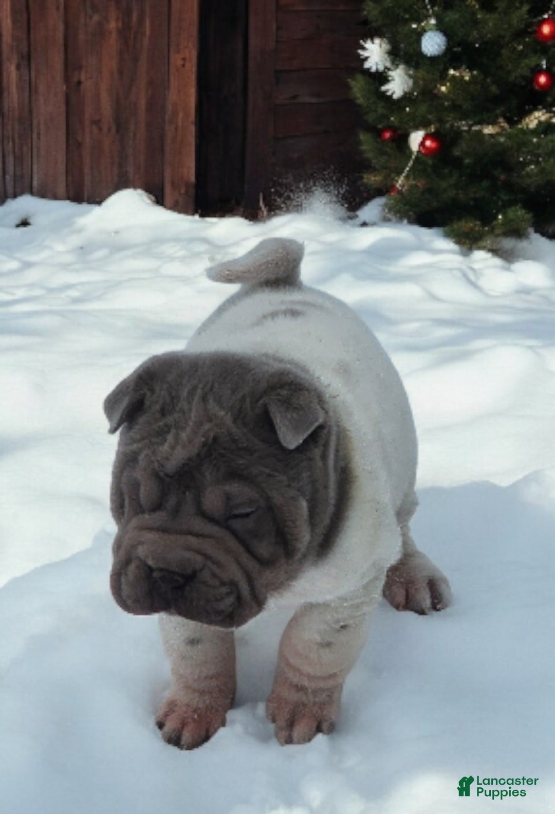 Shar Pei dogs for sale: Lilly lilac flower mini  - Ad 13