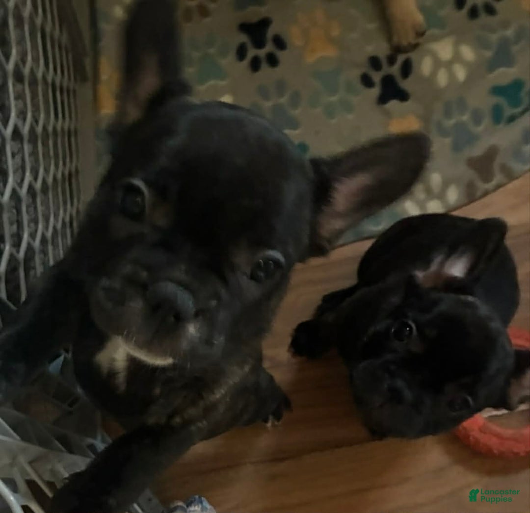 French Bulldog dogs for sale: French Bulldog Puppy 1 - Ad 2