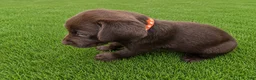 Labrador Retriever dogs for sale: Lucy - Ad 4