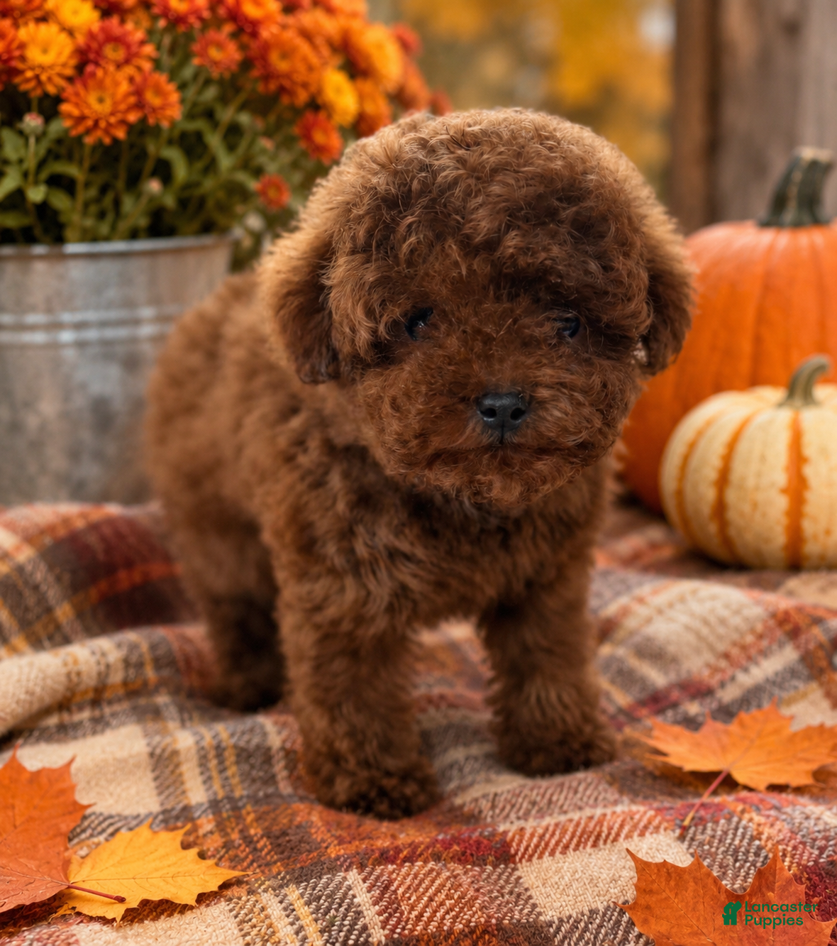 Toy Poodle dogs for sale: Toy Poodle 1 - Ad 1