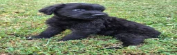 Giant Schnauzer dogs for sale: Giant Schnauzer 3 - Ad 2
