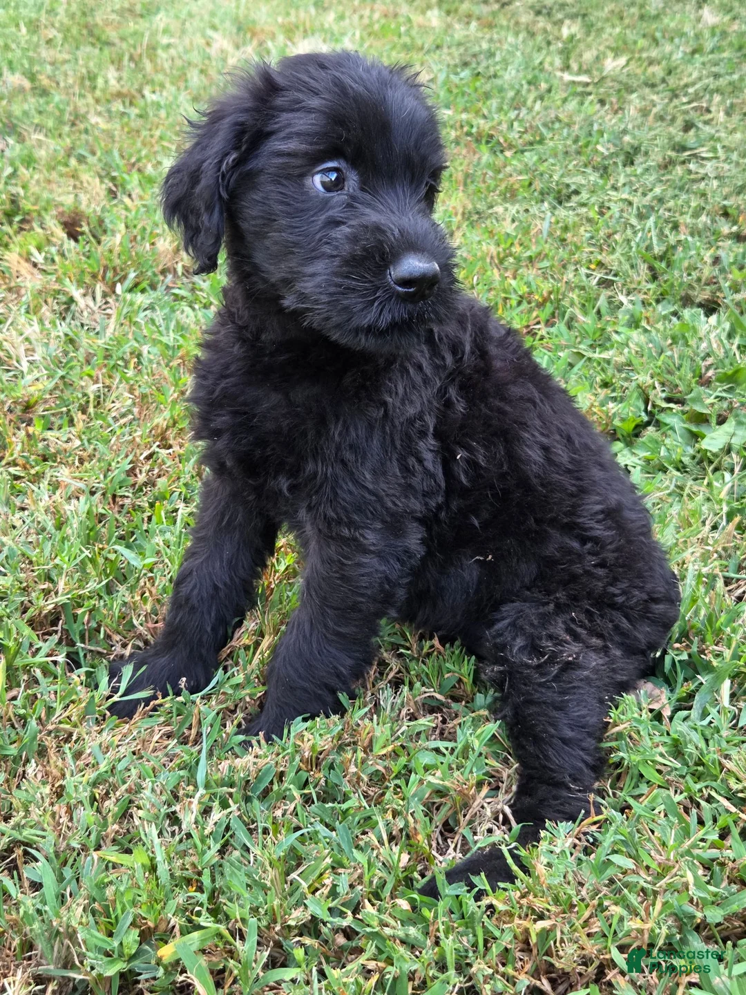 Giant Schnauzer dogs for sale: Giant Schnauzer 3 - Ad 2