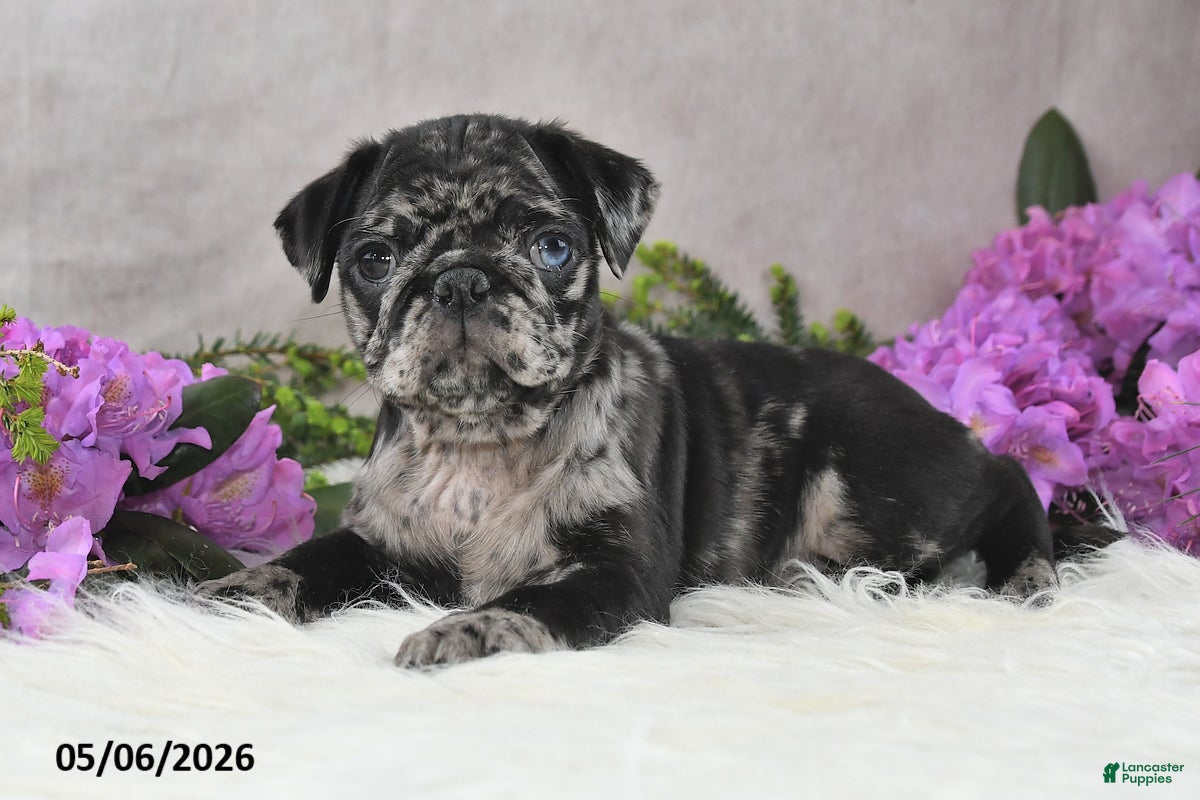 Pug dogs Gwen - Ad 2