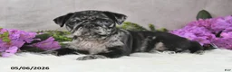 Pug dogs for sale: Gwen - Ad 2